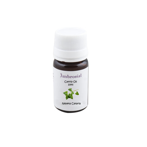 Catnip Essential Oil