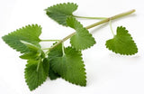 Catnip Essential Oil