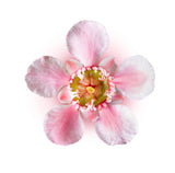 Manuka Essential Oil