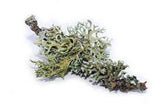 Oakmoss Perfume Ingredient