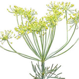 Anethi Essential Oil