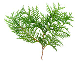 Thuja Wood Essential Oil