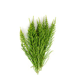 Field Horsetail Essential Oil