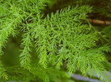 Shatavari Massage Oil