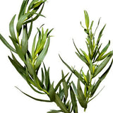 Tea Tree Essential Oil