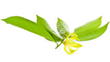 Ylang Ylang Oil-Based Aroma Oil