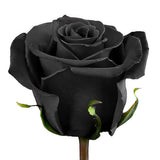 Black Rose Oil-Based Aroma Oil