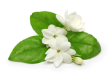 Jasmine sambac Oil-Based Aroma Oil